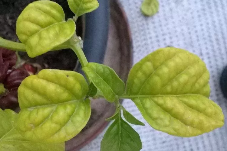 Почему желтеют и засыхают листья перца — основные причины подкормки