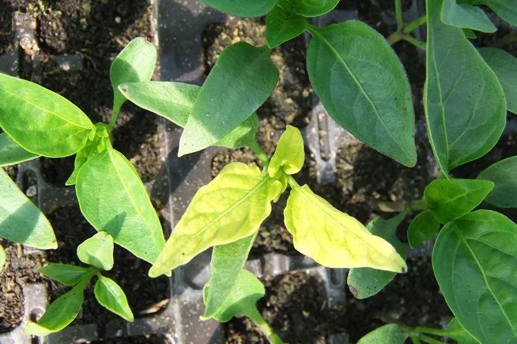 Почему желтеют и засыхают листья перца — основные причины подкормки