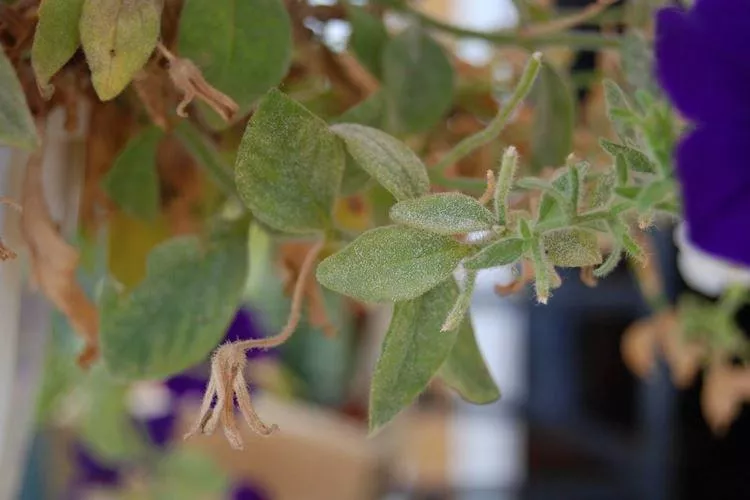 Почему желтеют и засыхают листья у петунии — основные причины подкормки
