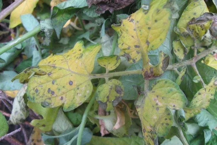 Почему желтеют и засыхают листья помидор — основные причины подкормки