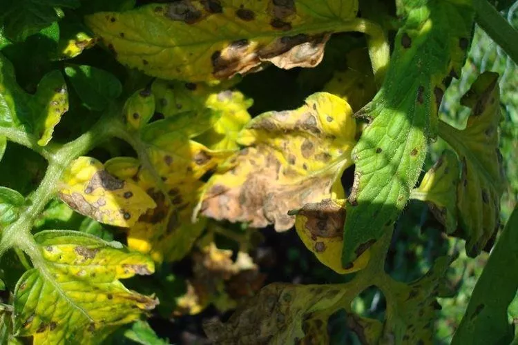 Почему желтеют и засыхают листья помидор — основные причины подкормки