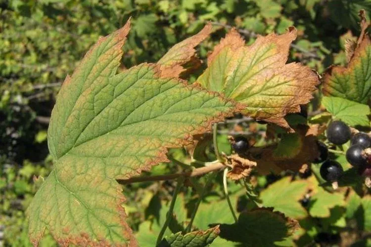 Почему желтеют и засыхают листья смородины — основные причины подкормки