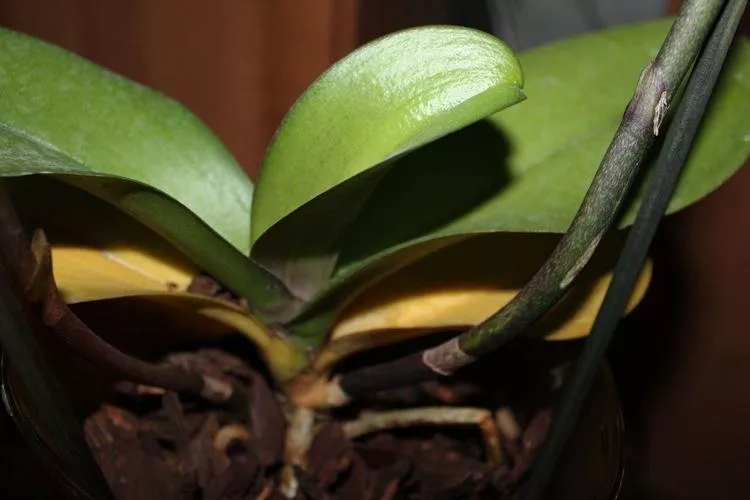 Почему желтеют листья у орхидеи: что делать