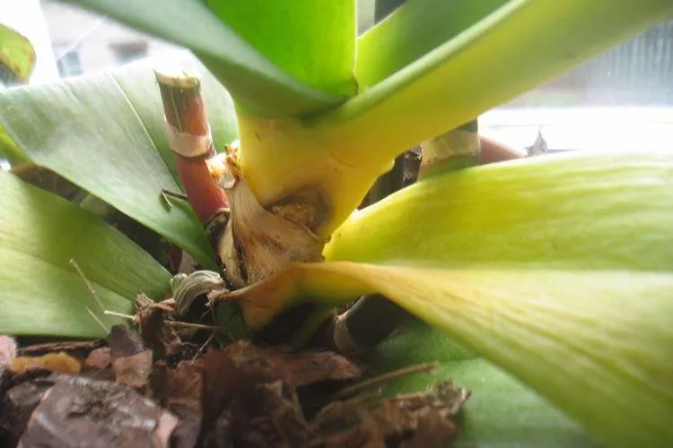 Почему желтеют листья у орхидеи: что делать