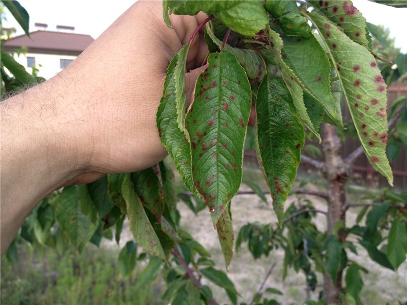 Курчавость листьев персика фото и чем лечить