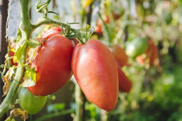 Розовые помидоры - лучшие сорта с фото и названиями (каталог)