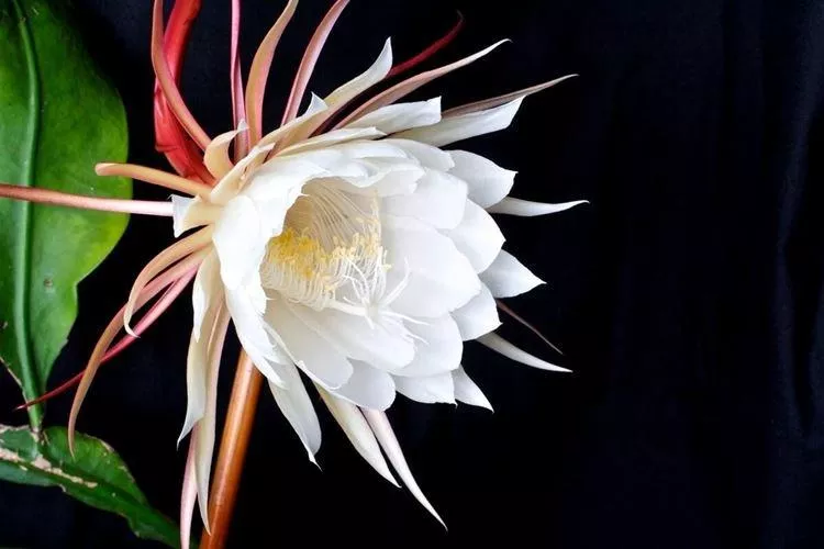 Самые красивые цветы мира - 30 фото с названиями (каталог)