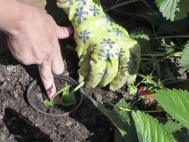 Как посадить клубнику с усами