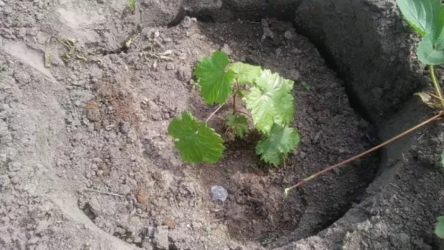 Как посадить виноград