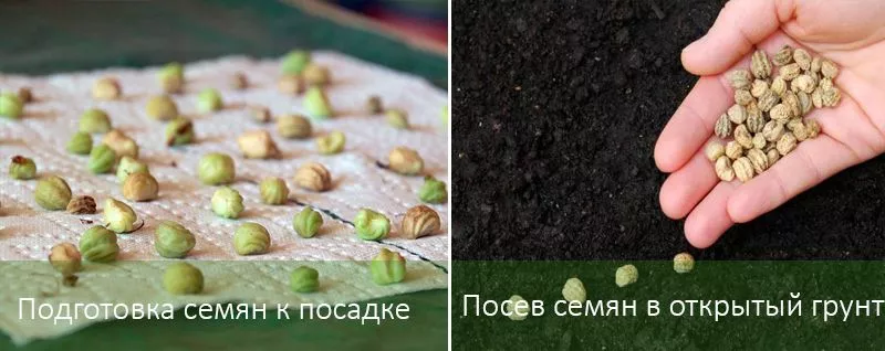 Нюансы выращивания настурции из ее семян