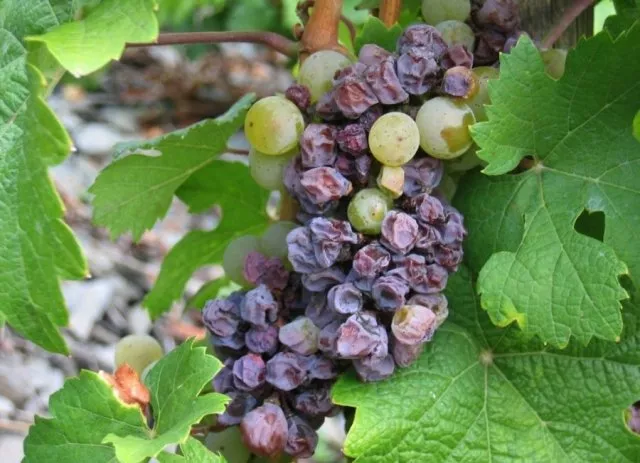 Почему сохнет виноград и что делать