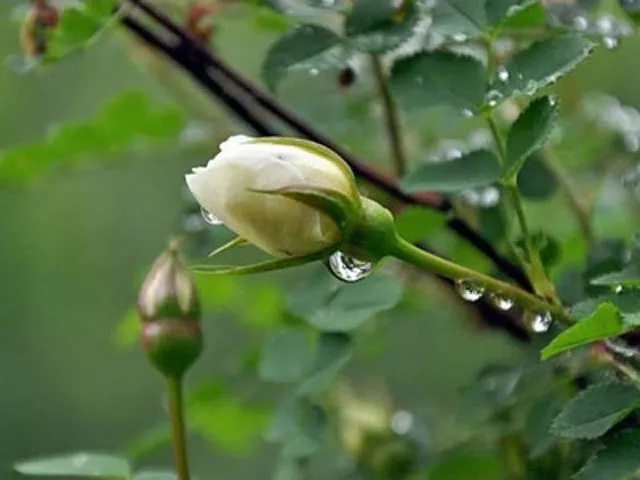 Прививка розы на куст шиповника