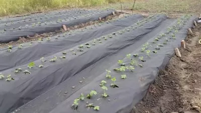 Выращивание клубники в открытом грунте