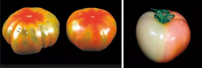 Болезни и вредители томатов: фото и описание, профилактика и лечение