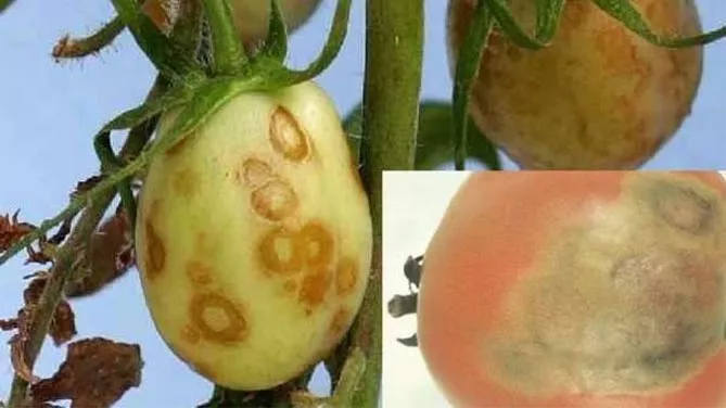 Болезни и вредители томатов: фото и описание, профилактика и лечение