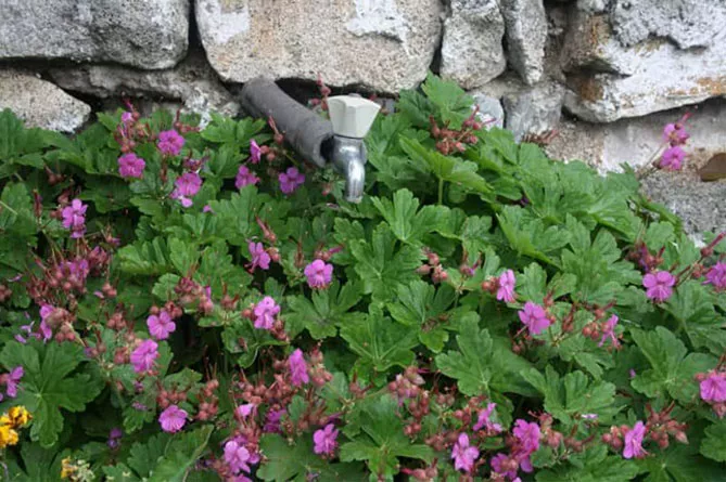 Садовая многолетняя герань: посадка и уход в открытом грунте, сорта с фото