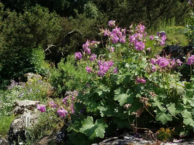 Садовая многолетняя герань: посадка и уход в открытом грунте, сорта с фото