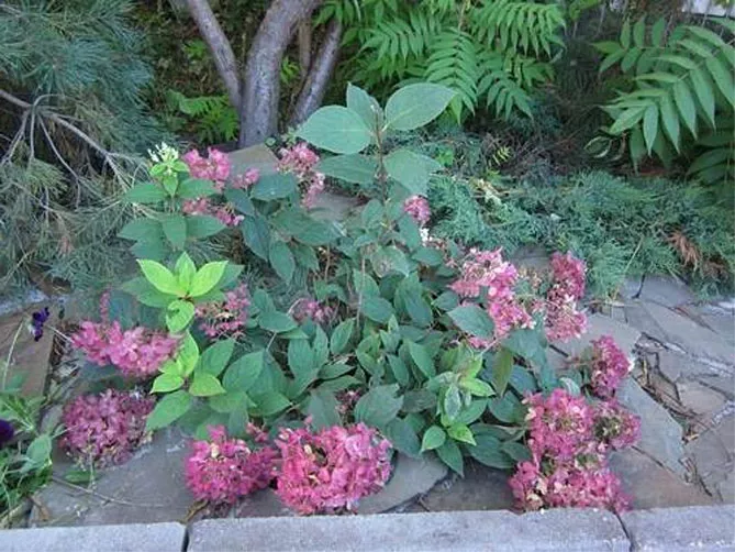 Гортензия садовая (крупнолистная): посадка и уход в открытом грунте, обрезка, размножение