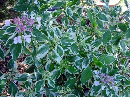 Гортензия садовая (крупнолистная): посадка и уход в открытом грунте, обрезка, размножение
