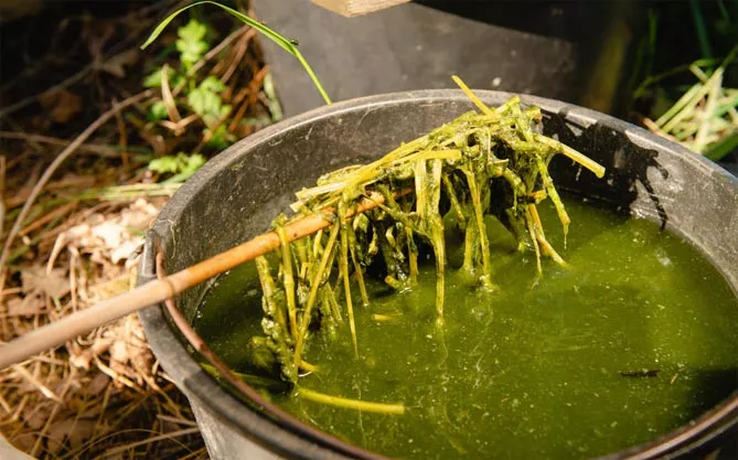 Как приготовить зеленый навоз из крапивы?