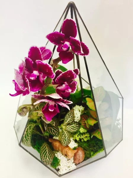 Каттлея – уход за орхидеей в домашних условиях