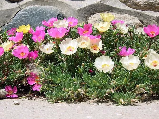 Низкорослые бордюрные цветы однолетние и многолетние, фото на клумбах