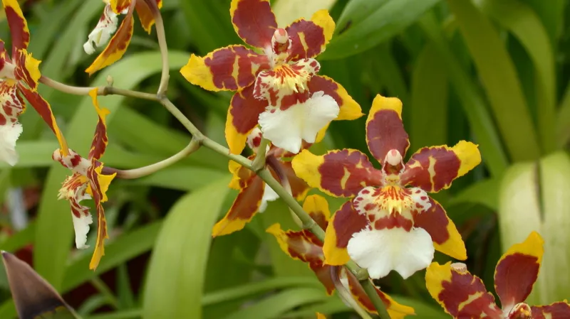 Камбрийская орхидея – уход в домашних условиях