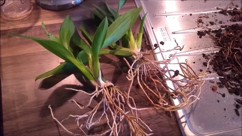 Камбрийская орхидея – уход в домашних условиях
