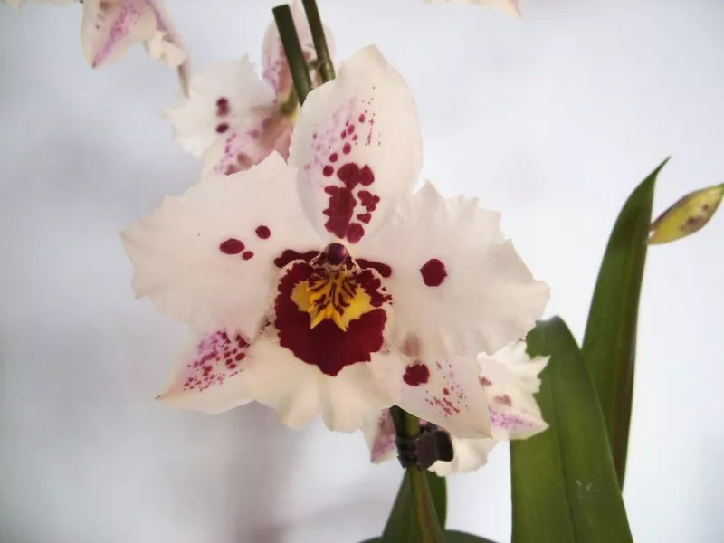 Орхидея Камбрия – виды и сорта