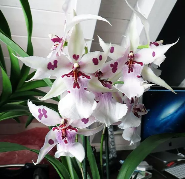 Орхидея Камбрия – виды и сорта