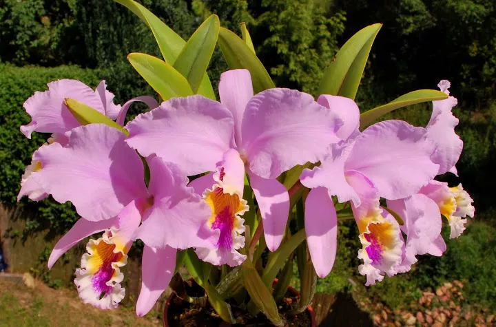 Орхидея Каттлея – природные сорта и гибридные сорта