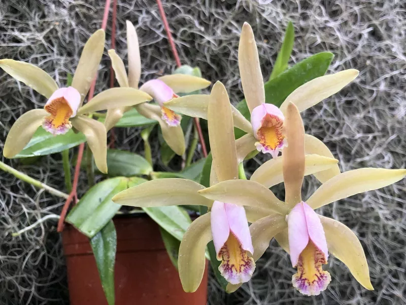 Орхидея Каттлея – природные сорта и гибридные сорта