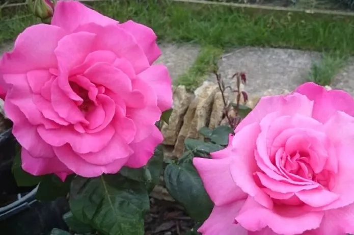 Комнатная роза - правильный уход, посадка и размножение 