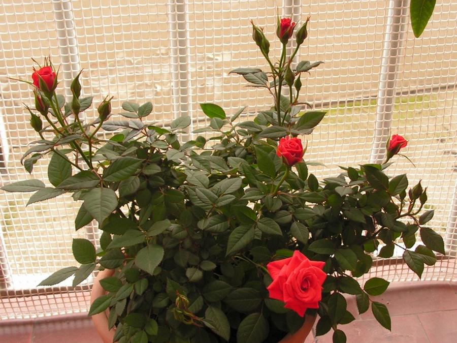 Комнатные розы название сортов и фото