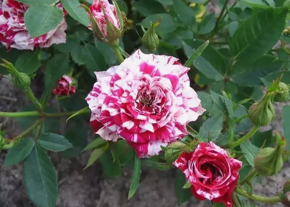 Комнатная роза - правильный уход, посадка и размножение 