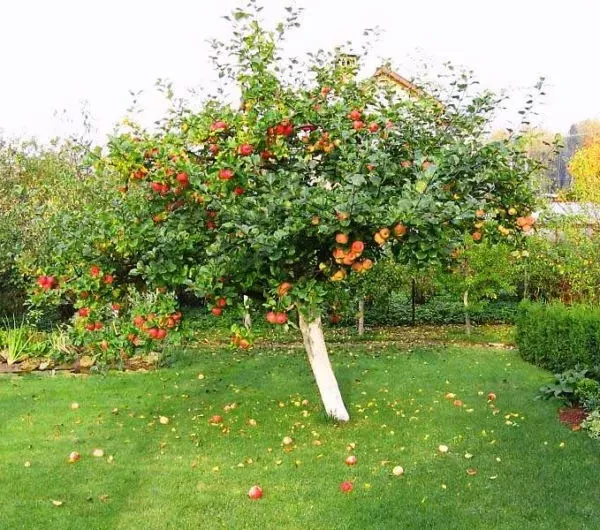 Сорт яблони Штрифлинг (Streifling, осенняя полоска) — описание популярной яблони, фото