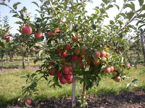 Сорт яблони Штрифлинг (Streifling, осенняя полоска) — описание популярной яблони, фото