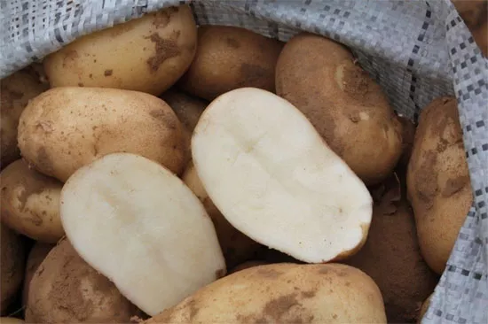 Ультраранний и ранний картофель: сорта с фото и описанием, отзывы