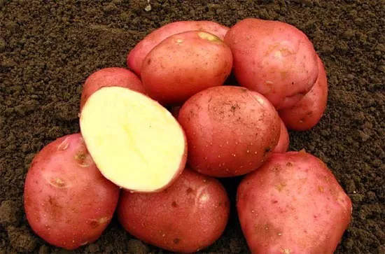 Ультраранний и ранний картофель: сорта с фото и описанием, отзывы