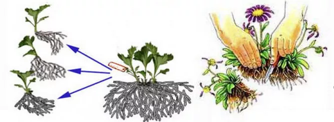 Выращивание хризантем: размножение, посадка и уход в открытом грунте