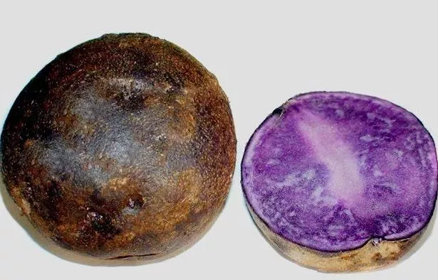 17 сортов фиолетового картофеля (снаружи и внутри) с фото + отзывы и выращивание