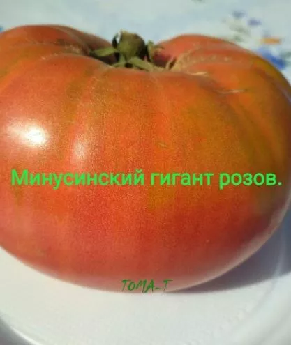 19 минусинских сортов томатов с отзывами, фото и подробным описанием