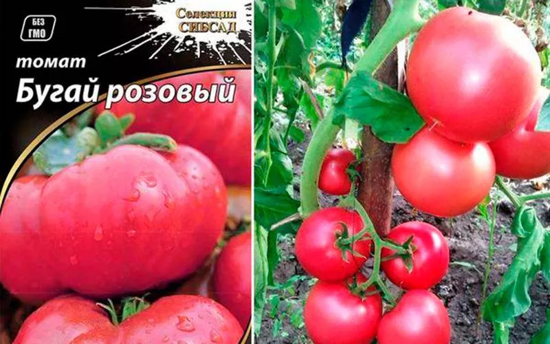 2 сорта помидор Бугай (красный и розовый) с фото, описанием в таблицах, отзывами
