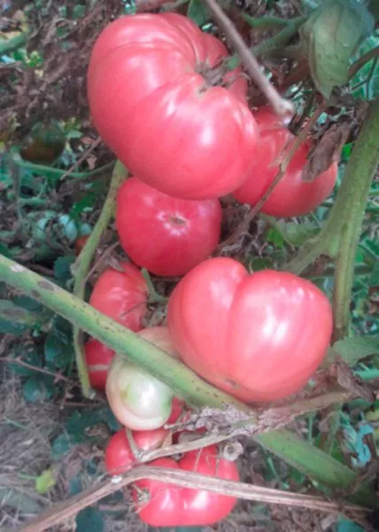 2 сорта помидор Бугай (красный и розовый) с фото, описанием в таблицах, отзывами