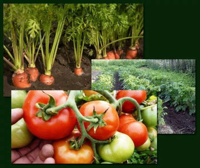 22 способа ускорить созревание 7 овощей, много о томатах