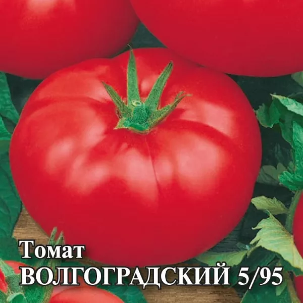 3 сорта томата Волгоградский 5/95, 323, розовый: фото, отзывы, сравнение