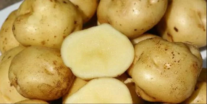 31 лучший сорт картофеля для Сибири по регионам + советы по выращиванию