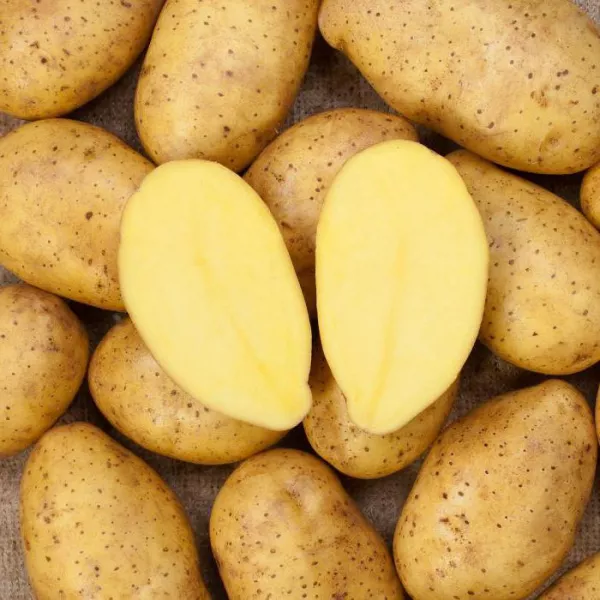 31 лучший сорт картофеля для Сибири по регионам + советы по выращиванию