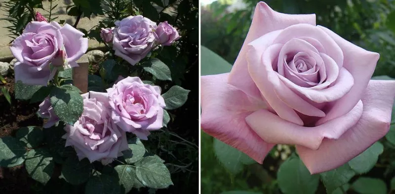 35 сортов чайно-гибридных роз