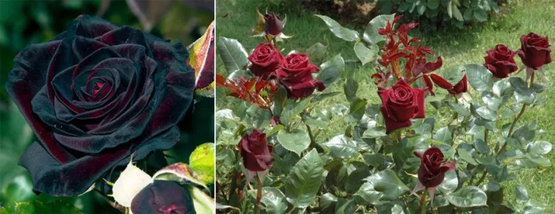 35 сортов чайно-гибридных роз